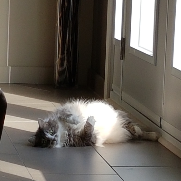 Meet your Posher, Posh - Picture 2 of 2